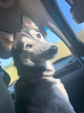 Siberian Husky – Loki