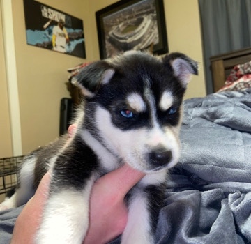 Labrador Husky – Husky/ German Shepherd Mix