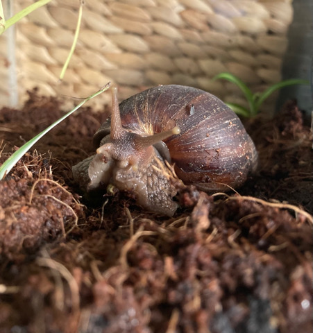 Any – African Land snails