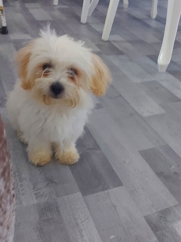 Maltese – Maltese puppy for sale