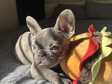 French Bulldog – Sweet Female Frenchie Looking for Her Forever Home! – Henderson
