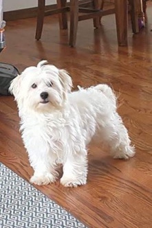 havacon/Bichon