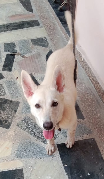 Siberian Husky – browny