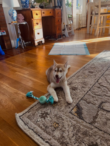Siberian Husky – husky