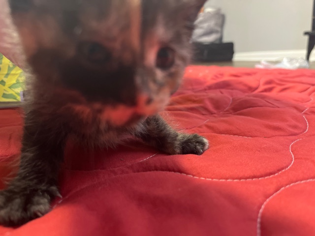 American Shorthair – Tortoiseshell Kitten (1 month old)