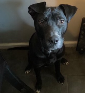 American Pit Bull Terrier – Kobe pit/lab mix