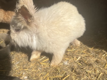 Lionhead – 2 Lion head baby rabbits – Birmingham