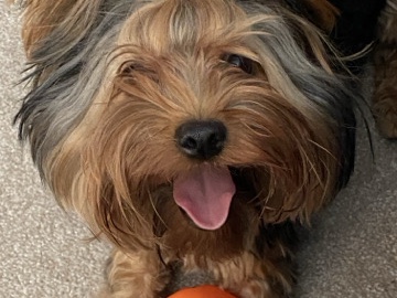 Yorkshire Terrier – 4 year old Yorkshire Terrier – Denver