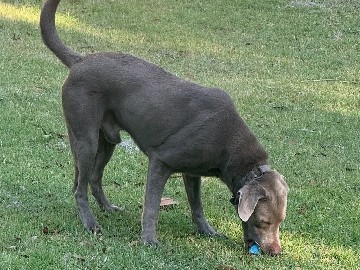 Labrador Retriever – Silver Charcoal Lab – Crystal River