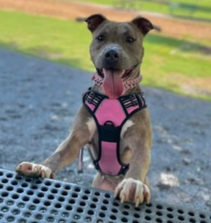 pitbull terrier