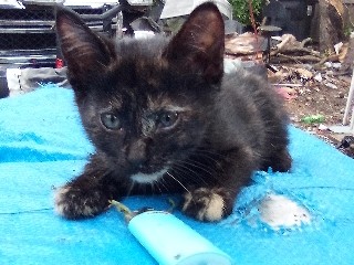 5 super cute kittens...$30 each...need home immediately – Minneapolis
