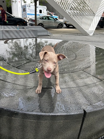 American Pit Bull Terrier – Gorgeous Blue nose Pitbull for Sale