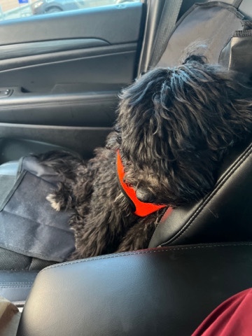 Rehome needed for Mini labradoodle