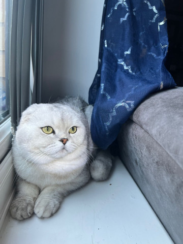 Scottish Fold – Scottish fold