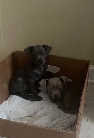 American Pit Bull Terrier – New home for 2 puppies