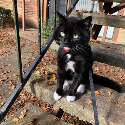 American Shorthair – Lalo - Rehome