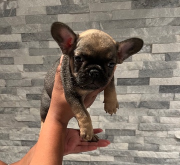 French Bulldog – Astonishing Frenchies