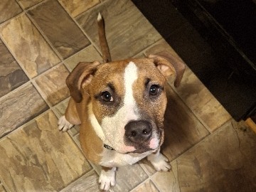 REX PIT/BOXER MIX – Christiansburg