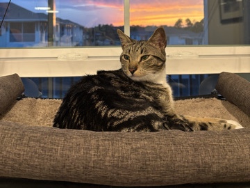 American Shorthair – Sweet young cat looking to rehome! – Jacksonville