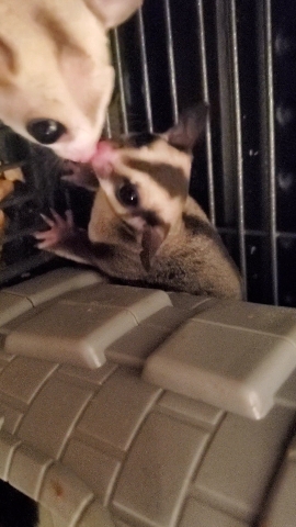 bear – Sugar Glider