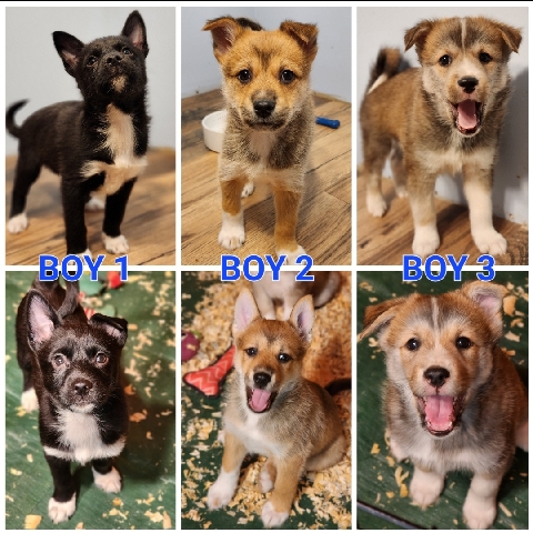 Pomeranian – Miniature Pomsky puppies
