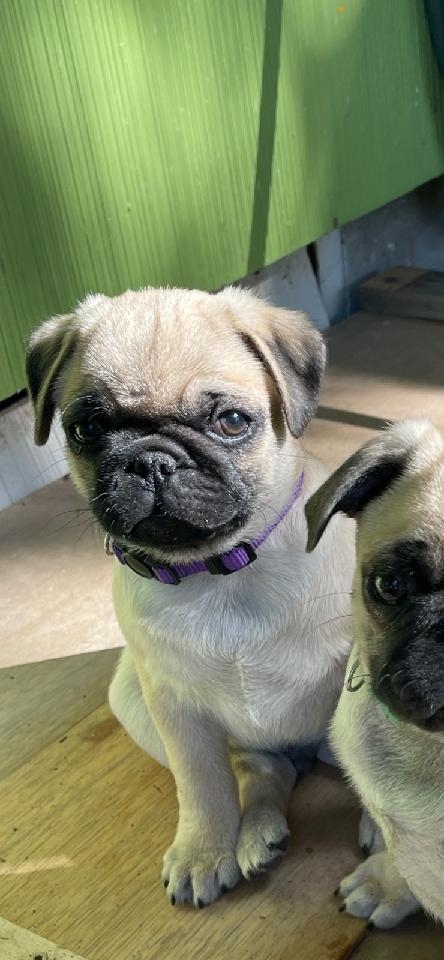 Pug – pugs puppies