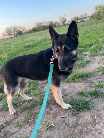 German Shepherd – dog