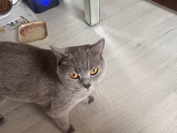British Shorthair – bsh cross maincoon babies – Sandy