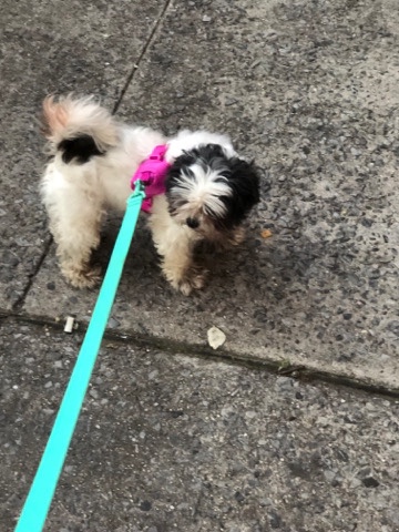 Shih Tzu – princess is her name*Free*