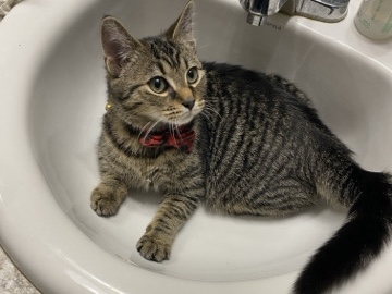 Tabby Kitten – Delaware