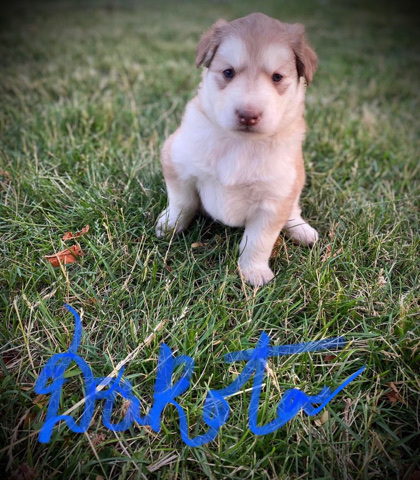 Alaskan Malamute – Alaskan Malmute (Giant) puppies
