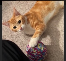 American Shorthair – Biscuit