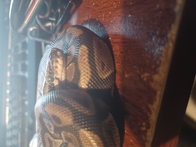 ball python