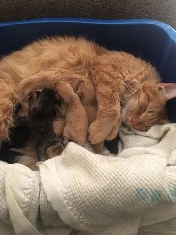 American Curl – Brown Cat with New Born Kittens
