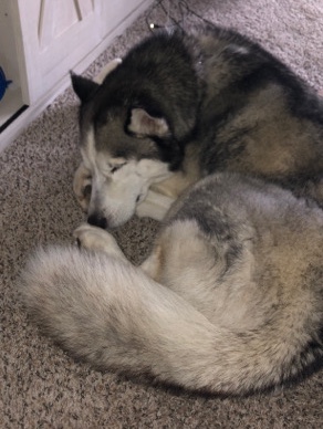 Siberian Husky – Mushu