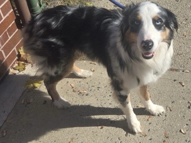 Australian Shepherd – Ziggy needs a new home – New York