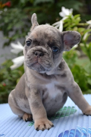 French Bulldog – French bulldog boy