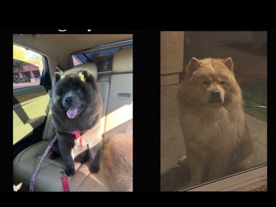 Purebred Chow Chow puppies