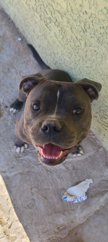 American Pit Bull Terrier – Just a sweety in a sour world