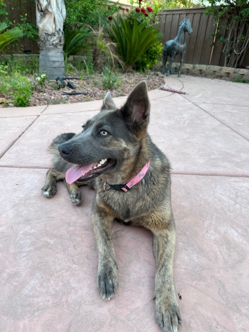 German Shepherd – Rehoming our girl