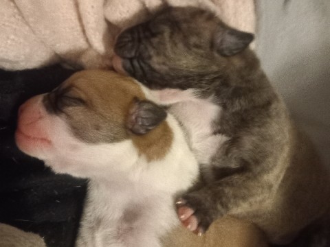 American Bulldog – English bulldog x American bulldog