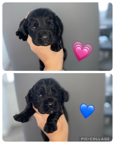 cocker spaniel puppies