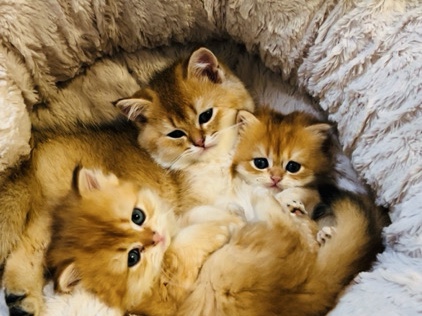 British Longhair – Cute kitten – Джексонвилль