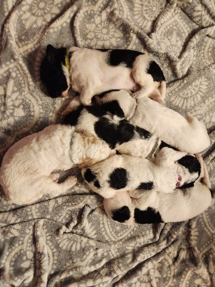 F1b Sheepadoodle