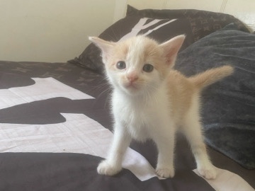 European Shorthair – European Shorthair Kitten for Sale – 4 Weeks Old – Bradford