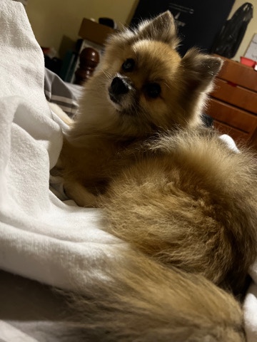 Pomeranian – pomeranian