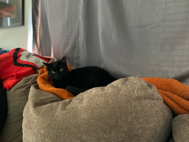 American Shorthair – Charlotte