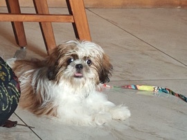 Shih Tzu – want to sell shitzu – Ahmedabad