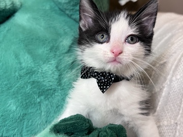 8 week old kittens! – Kingsport