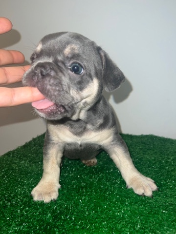 French bulldog puppy